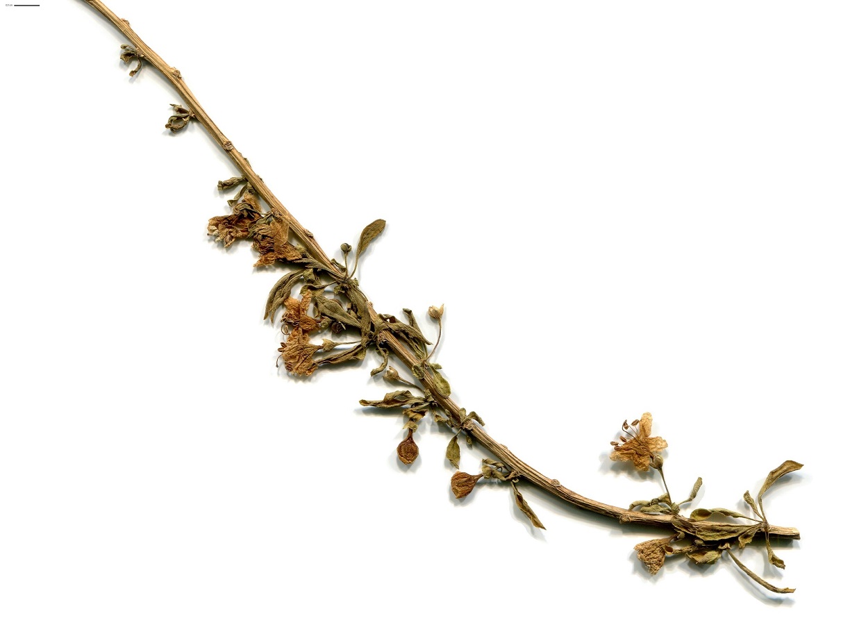 Lycium barbarum (Solanaceae)